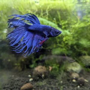 Betta splendens crowntail - Siegfried